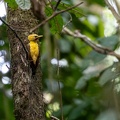  Pic jaune Celeus flavus - Cream-colored Woodpecker