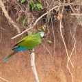 colpa sur le rio tambopata : Ara vert Ara severus - Chestnut-fronted Macaw
