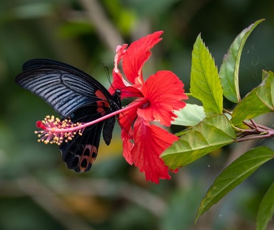 Grand Mormon (Papilio memnon) 