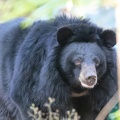  ours noir d'Asie (Ursus thibetanus), ours du Tibet, ours à collier, ours à collier du Tibet ,ours-lune