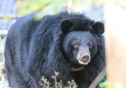  ours noir d'Asie (Ursus thibetanus), ours du Tibet, ours à collier, ours à collier du Tibet ,ours-lune