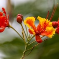  Caesalpinia pulcherrima Fleur de paon, Flamboyant, Petit Flamboyant, Orgueil de Chine