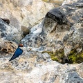Hirondelle à longs brins Hirundo smithii - Wire-tailed Swallow