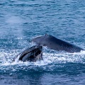 Baleine de Minke, petit rorqual