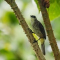 Bulbul goiavier Pycnonotus goiavier - Yellow-vented Bulbul