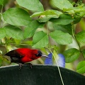 pyga siparaja - Crimson Sunbird