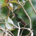 Colibri à tête cuivrée Microchera cupreiceps - Coppery-headed Emerald