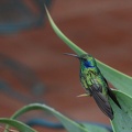 Colibri cyanote Colibri cyanotus - Lesser Violetear