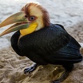 Calao festonné Rhyticeros undulatus - Wreathed Hornbill bebe