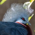 Goura de Sclater Goura sclaterii - Sclater's Crowned Pigeon