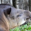  tapir terrestre - tapir du brésil (Tapirus terrestris)