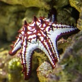 étoile de mer à cornes - Protoreaster nodosus 