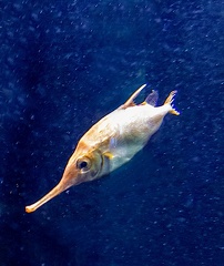 poisson bécassine - Macroramphosus gracilis 
