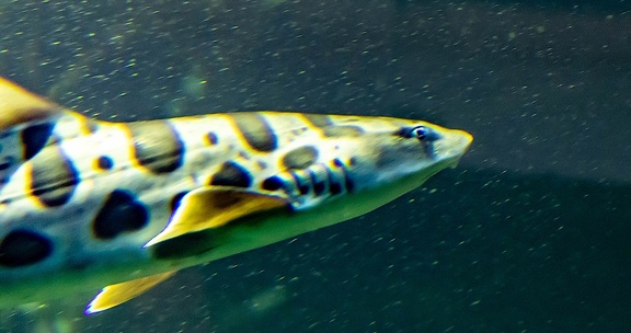 requin léopard