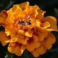 abeille et rose d'inde