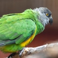 Perroquet youyou Poicephalus senegalus - Senegal Parrot
