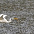 Grande Aigrette Ardea alba - Great Egret