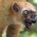 Lémur aux yeux turquoise  Eulemur flavifrons • Lémur de Sclater