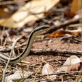 serpent liane - mimophis occultus