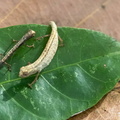Brookesia minima - caméléon nain 