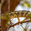 Furcifer oustaleti  Caméléon d'Oustalet, Caméléon géant de Madagascar femelle