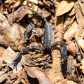 scorpion - Opisthacanthus madagascariensis