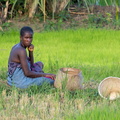 femme dans les rizières
