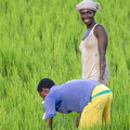 travailleurs dans les rizières
