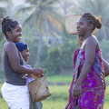 femmes dans les rizières