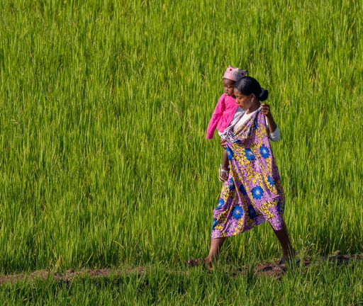 femme et enfant  dans les rizières