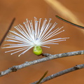 Thilachium angustifolium Fleur de Chroma sauvage Madagascar