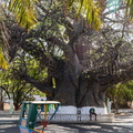 Ankarafantsika : baobab de légende