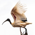  Ibis malgache Threskiornis bernieri - Malagasy Sacred Ibis