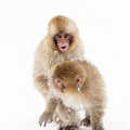 Macaque japonais  Macaca fuscata
