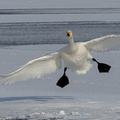 Cygne chanteur Cygnus cygnus - Whooper Swan