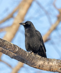 Grand Corbeau Corvus corax - Northern Raven