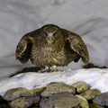 Kétoupa de Blakiston Grand-duc de Blakiston Ketupa blakistoni - Blakiston's Fish Owl