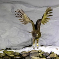 Kétoupa de Blakiston Grand-duc de Blakiston Ketupa blakistoni - Blakiston's Fish Owl