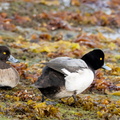 Fuligule milouinan Aythya marila - Greater Scaup (mâle) et Fuligule morillon Aythya fuligula - Tufted Duck (femelle)
