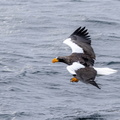 Pygargue de Steller Pygargue empereur Haliaeetus pelagicus - Steller's Sea Eagle