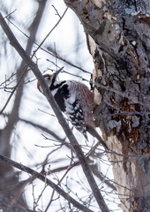 Pic à dos blanc Dendrocopos leucotos - White-backed Woodpecker