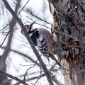 Pic à dos blanc Dendrocopos leucotos - White-backed Woodpecker