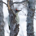  Pic cendré Picus canus - Grey-headed Woodpecker
