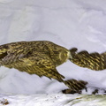  Kétoupa de Blakiston Grand-duc de Blakiston Ketupa blakistoni - Blakiston's Fish Owl