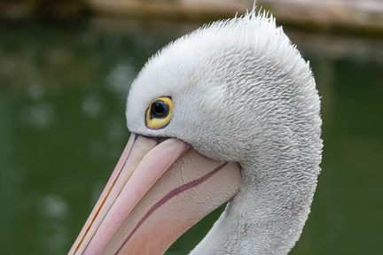 Pélican à lunettes Pelecanus conspicillatus - Australian Pelican