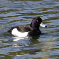 Fuligule morillon Aythya fuligula - Tufted Duck