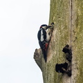  Pic épeiche Dendrocopos major - Great Spotted Woodpecker