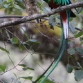 Quetzal resplendissant Pharomachrus mocinno - Resplendent Quetzal (papa aide le premier bébé sorti du nid)