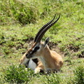 gazelle de Thomson