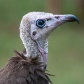 Vautour charognard Necrosyrtes monachus - Hooded Vultur (immature)